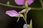 Downy milkpea